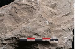 Foto (Detailansicht) von Dictyopteris brongniarti Gutb. (NHMW-GEO-2024-0188-10778)